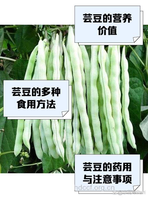 芸豆