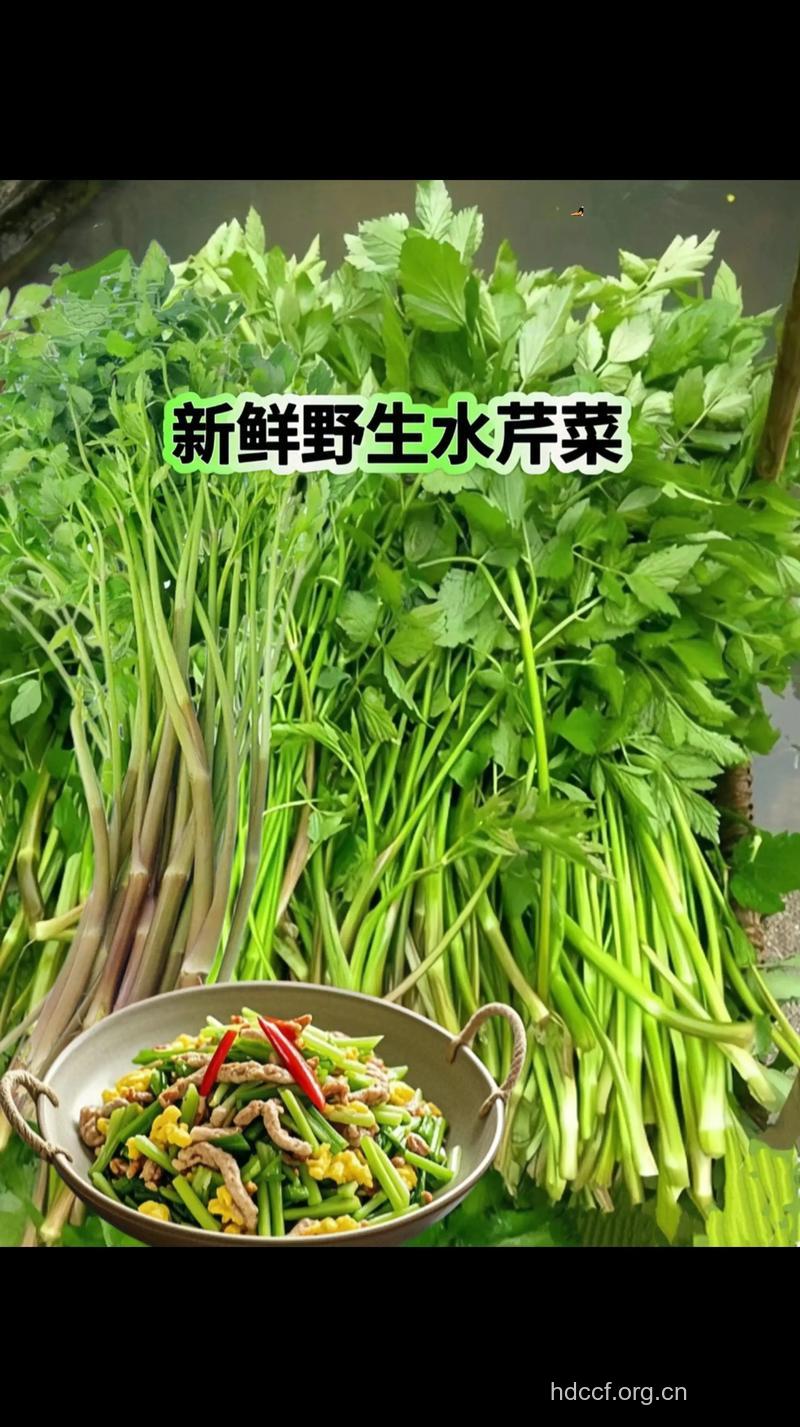 水芹菜