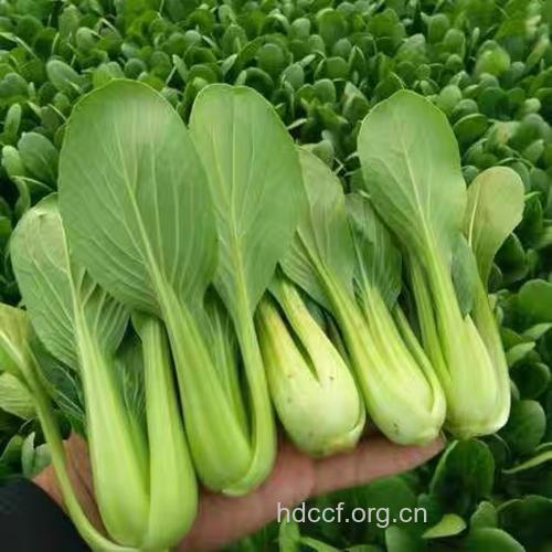 油菜