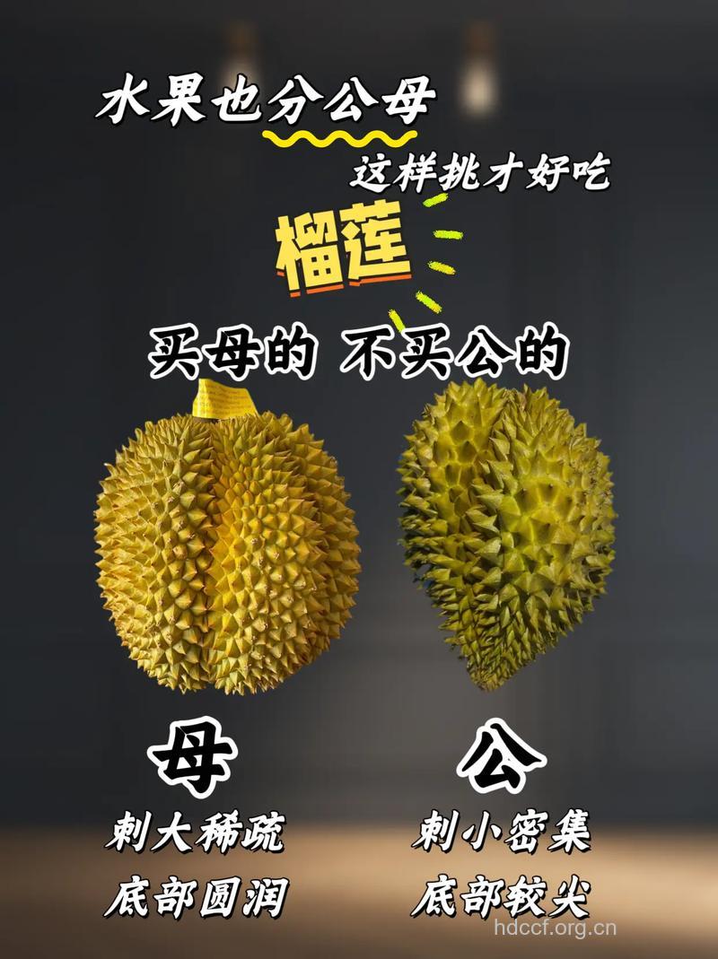 水果也分公母 教你如何挑选好吃