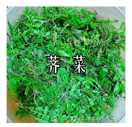 荠菜（食材百科）