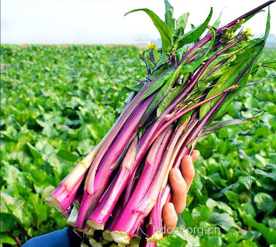 紫菜薹