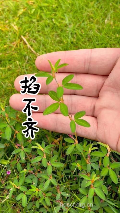 掐不齐
