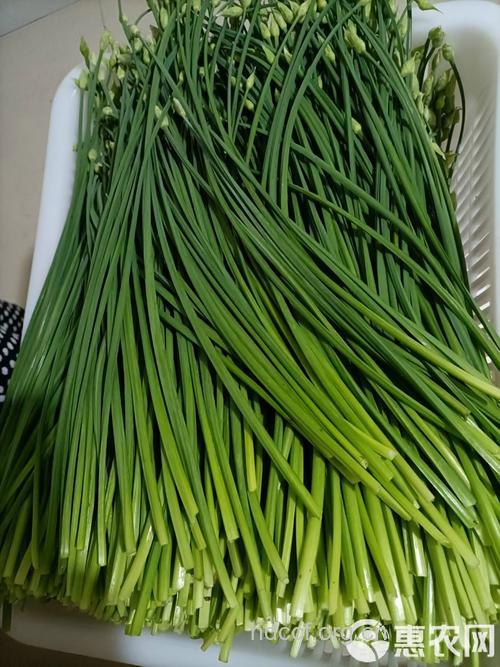 韭菜花