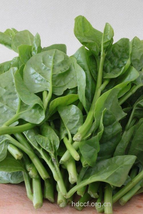 木耳菜