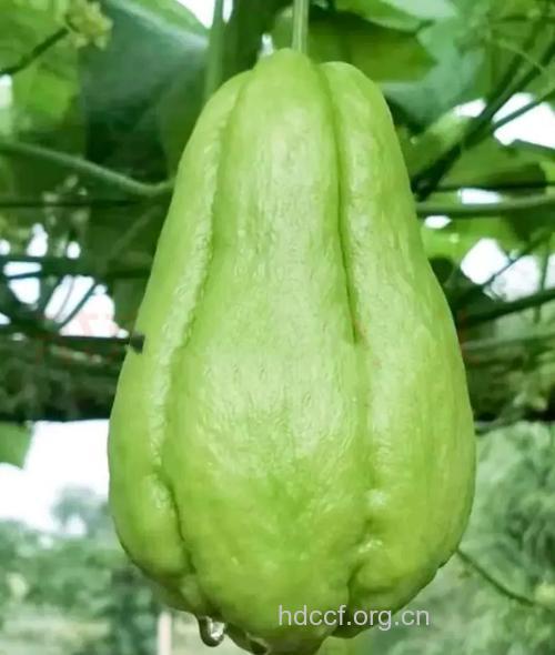 佛手瓜