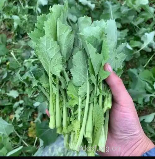 油菜薹