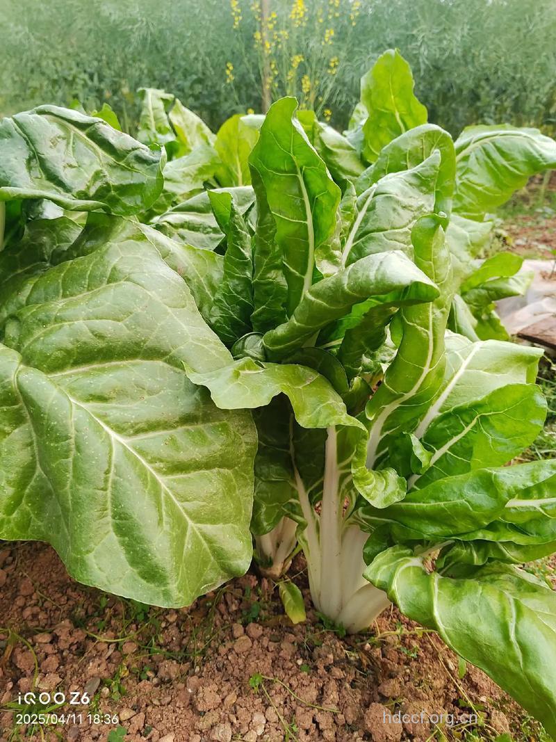 牛皮菜