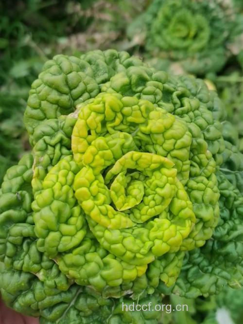 乌菜