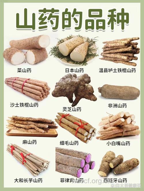 山药（食物百科）