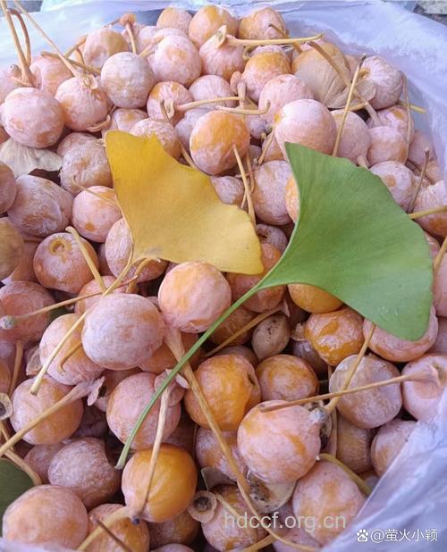 白果(食物百科)