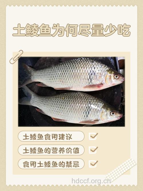 13种鱼廉价却不失营养 不吃后悔一辈子