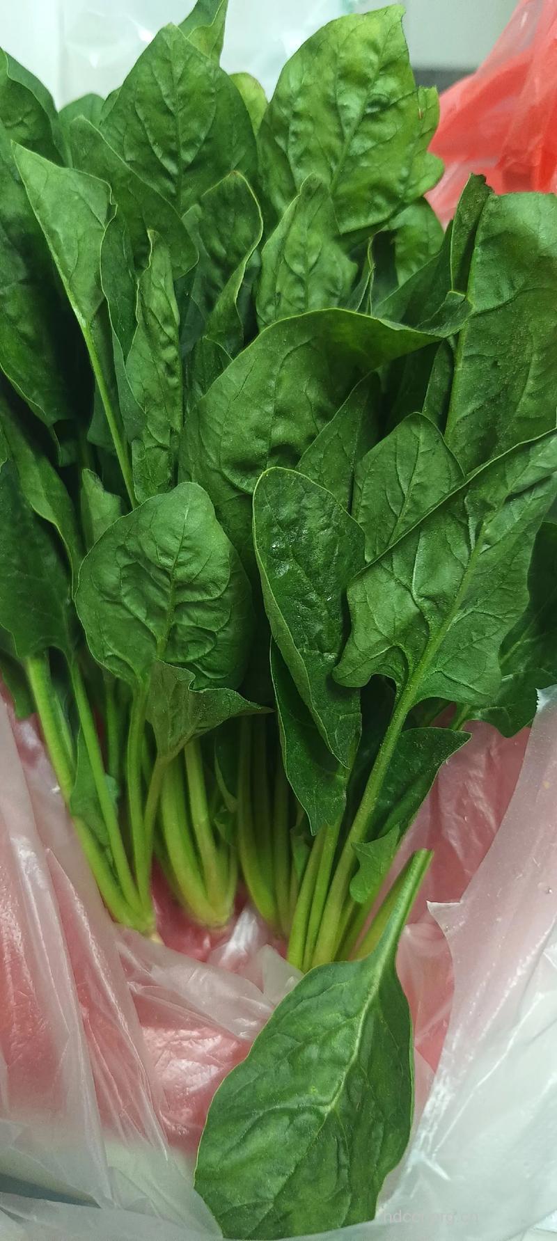 菠菜