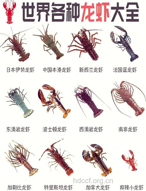 龙虾(食物百科)
