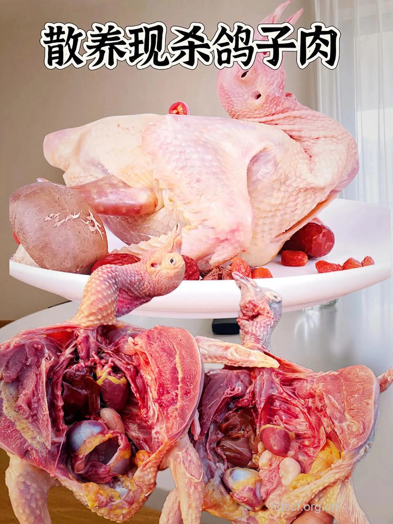 鸽子肉