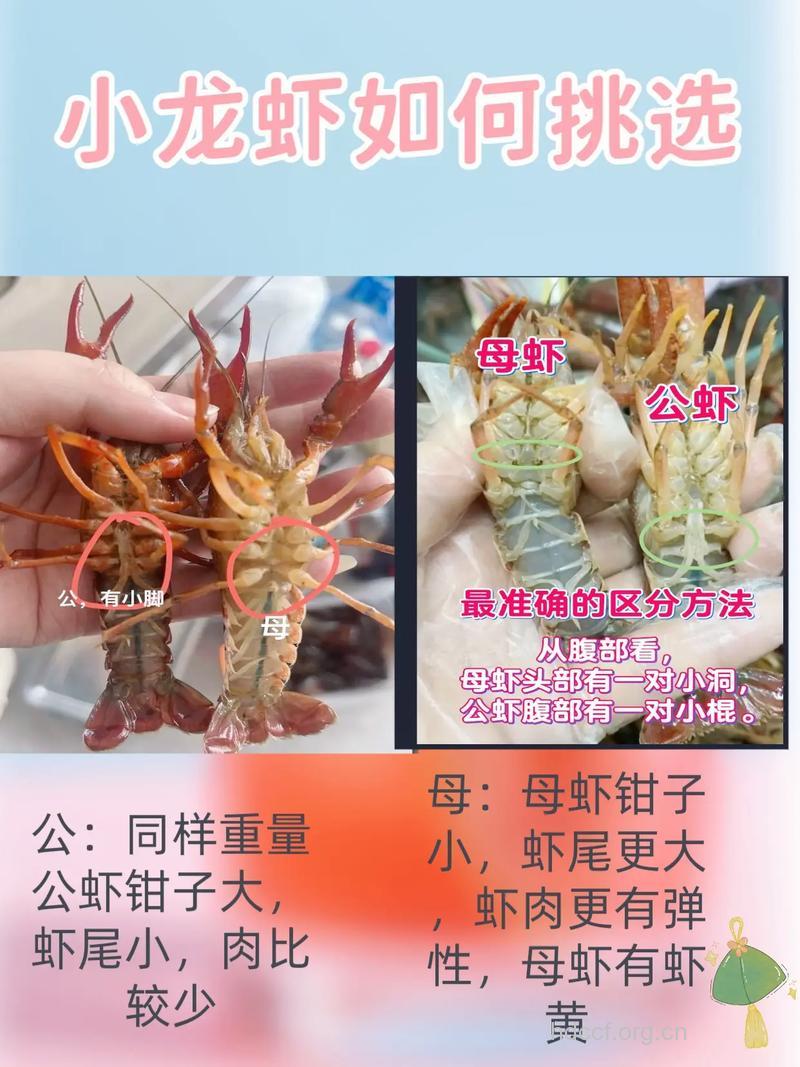 小龙虾也分公母 吃小龙虾最全攻略