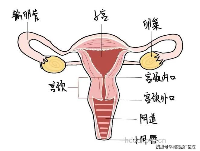女性生殖整形有哪些健康隐患