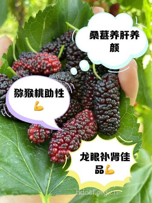 男人补肾吃什么水果 荔枝桑葚不可少