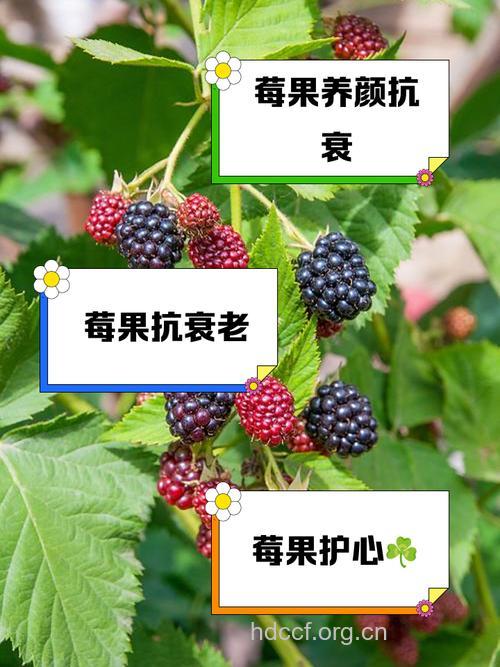 四“莓”水果养生功效大不同