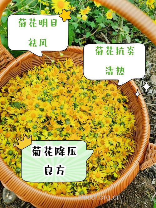 入秋了巧用菊花疏风清热