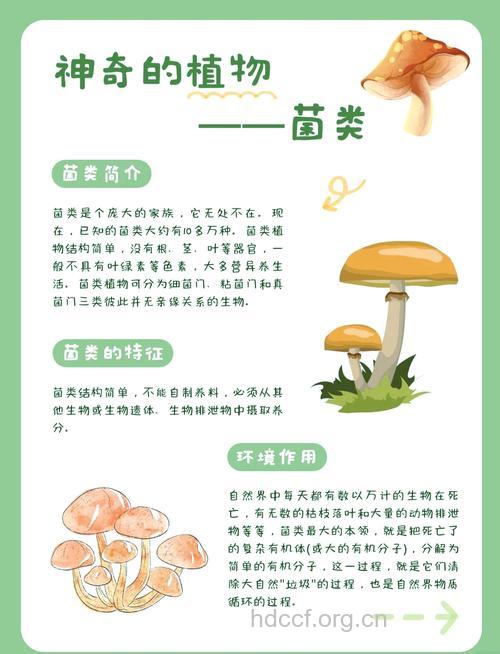 蘑菇有何功效 各种蘑菇“各有所长”