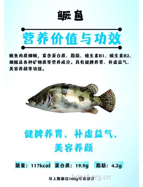 桂鱼营养高功效多 怎么做好吃