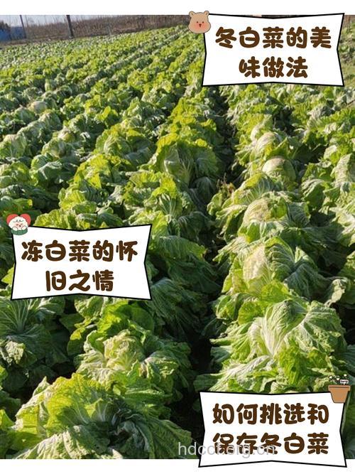冬季“百菜之王”竟是白菜
