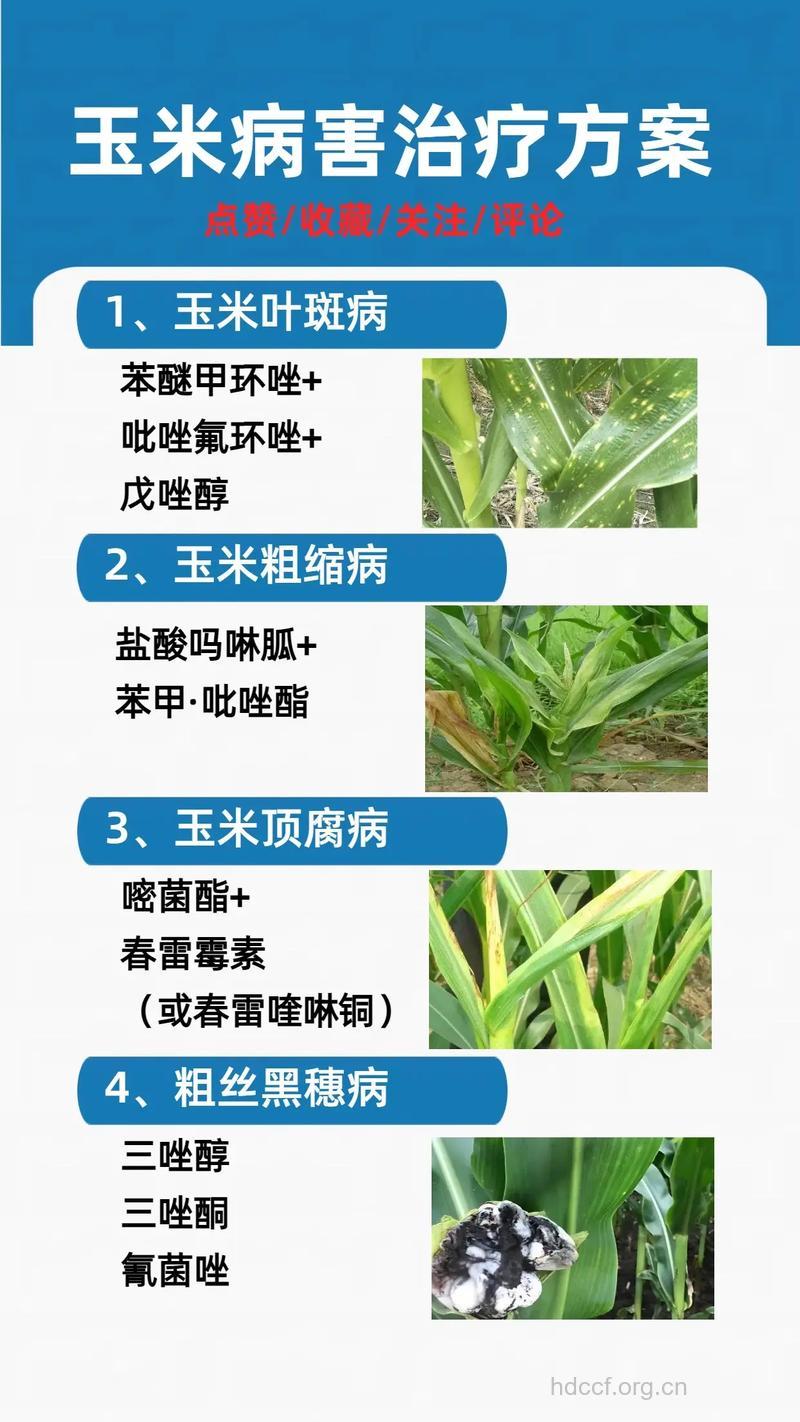 玉米可以防治多种疾病