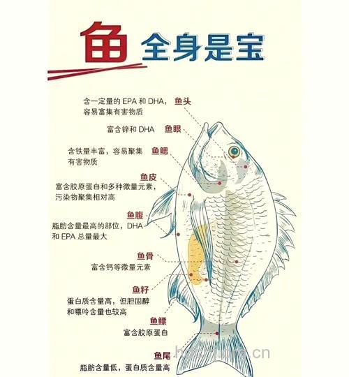 鱼各个部位有什么营养价值