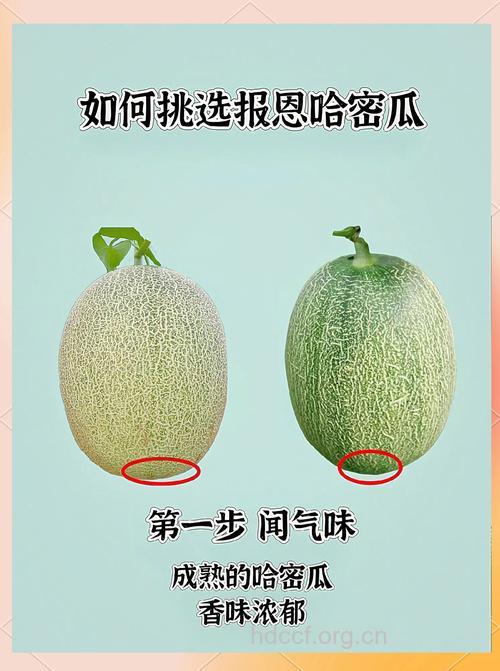 如何挑选质量优的哈密瓜