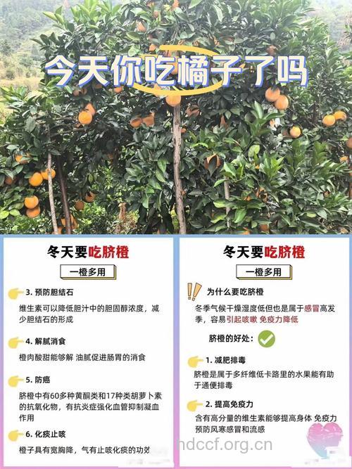 冬天吃橘子好处多 如何选购