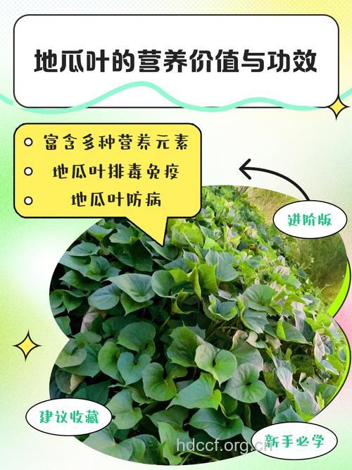 红薯叶有什么营养价值