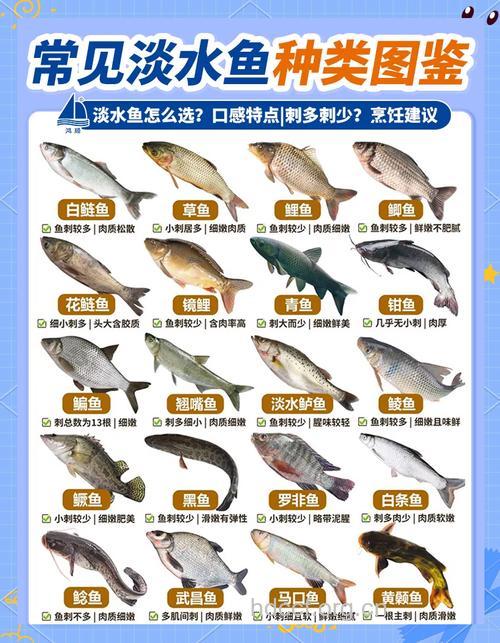 秋季最适合吃鱼 如何选购
