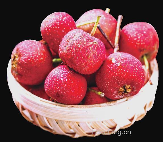 寒露节气吃什么水果好