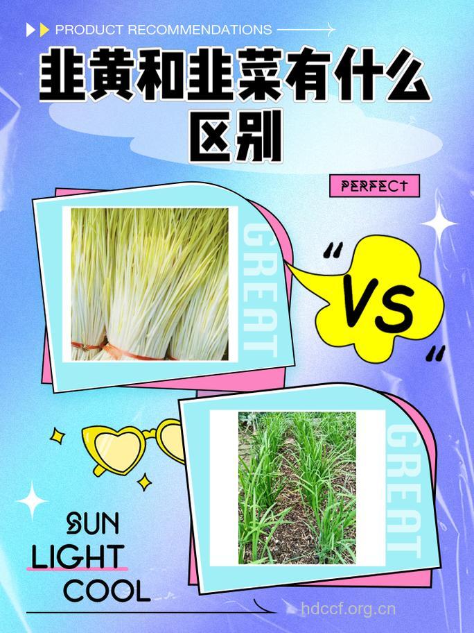 韭菜和韭黄有什么区别