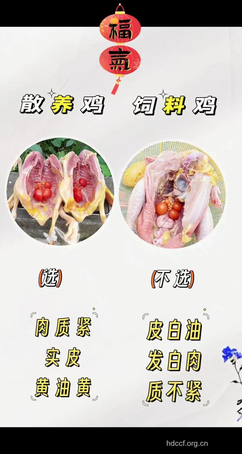 如何挑选优质的鸡肉