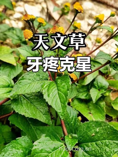 最能保护牙齿的植物