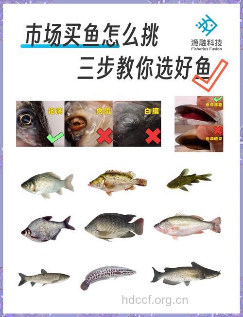 挑选新鲜优质的鱼有五大方法