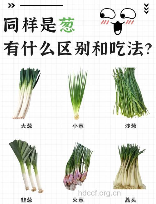 春季饮食 吃葱最营养