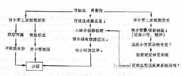 急性肾衰竭的发病机制
