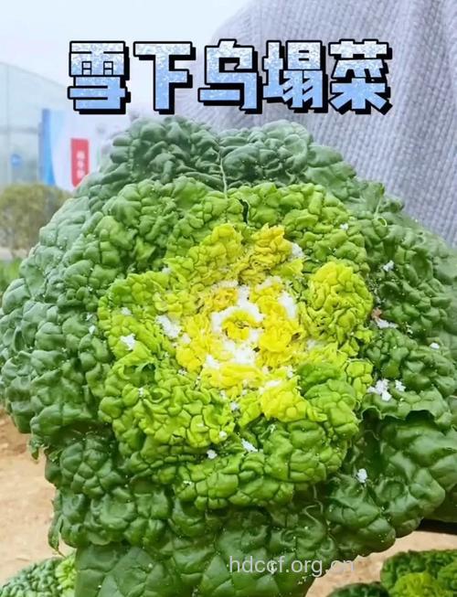 冬季容易引起中毒的蔬菜有哪些