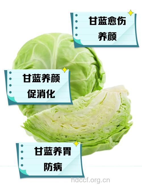 甘蓝的功效 甘蓝可对抗四大疾病