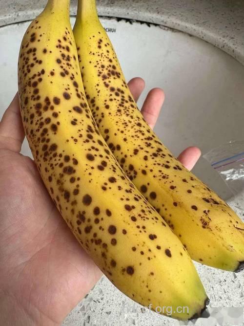 香蕉上有黑点可以食用吗