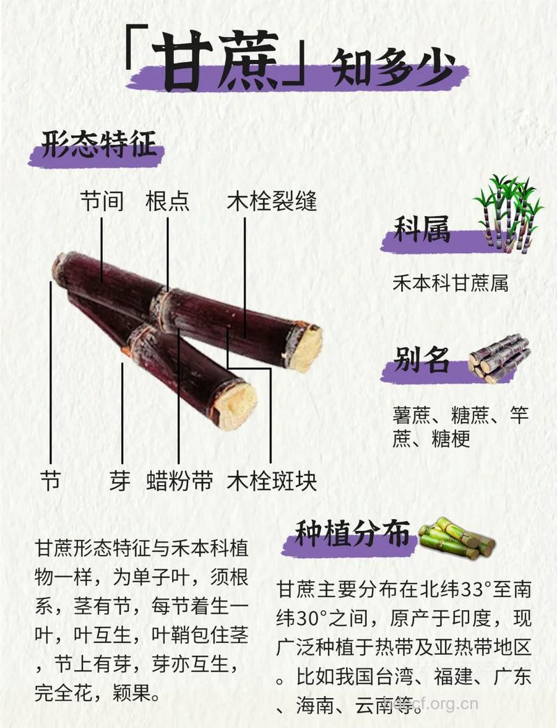 甘蔗功效 甘蔗是补血之王你知道吗