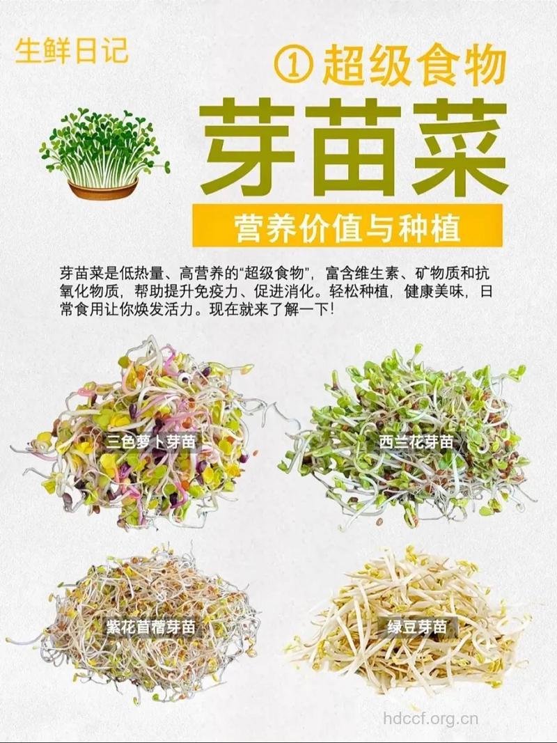 芽苗菜有什么营养价值