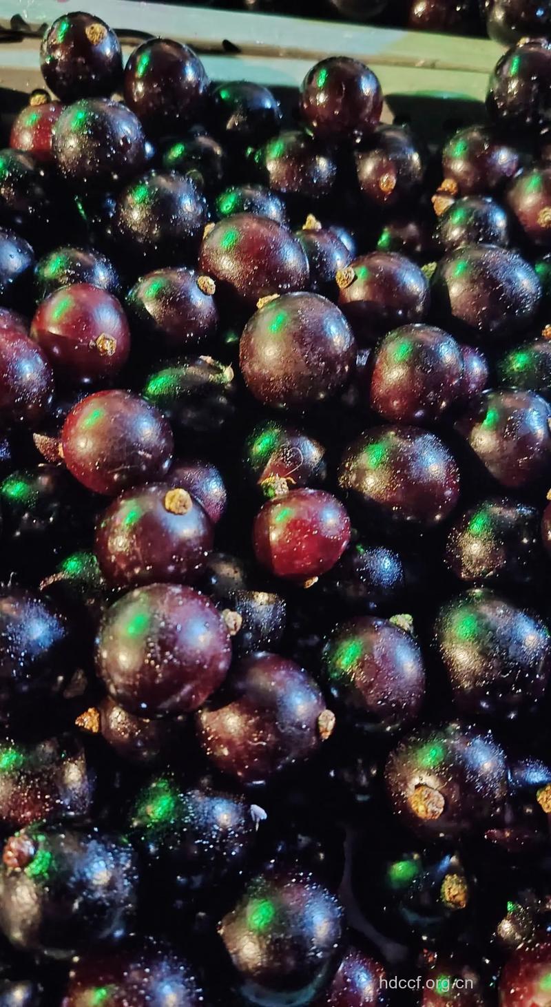 三种黑色水果的功效