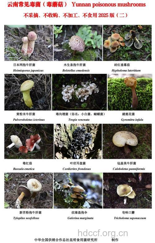 野生菌的营养价值
