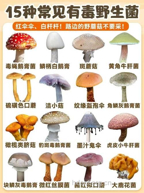 9种常见野生菌的营养价值