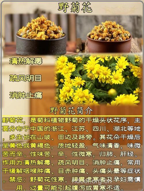 野菊花的功效及做法