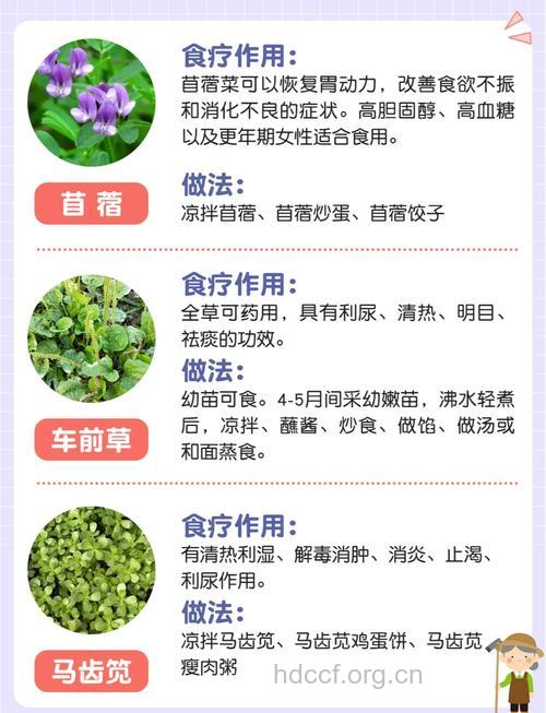 常见野菜的营养价值和功效